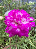 Unrooted Portulaca grandiflora Cuttings - IRIN Color Succulent Plant for Garden & Patio