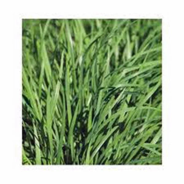 Chive Seed Pack - 100 Heirloom Seeds for Flavorful Chives - Easy to Grow Herb - Allium schoenoprasum