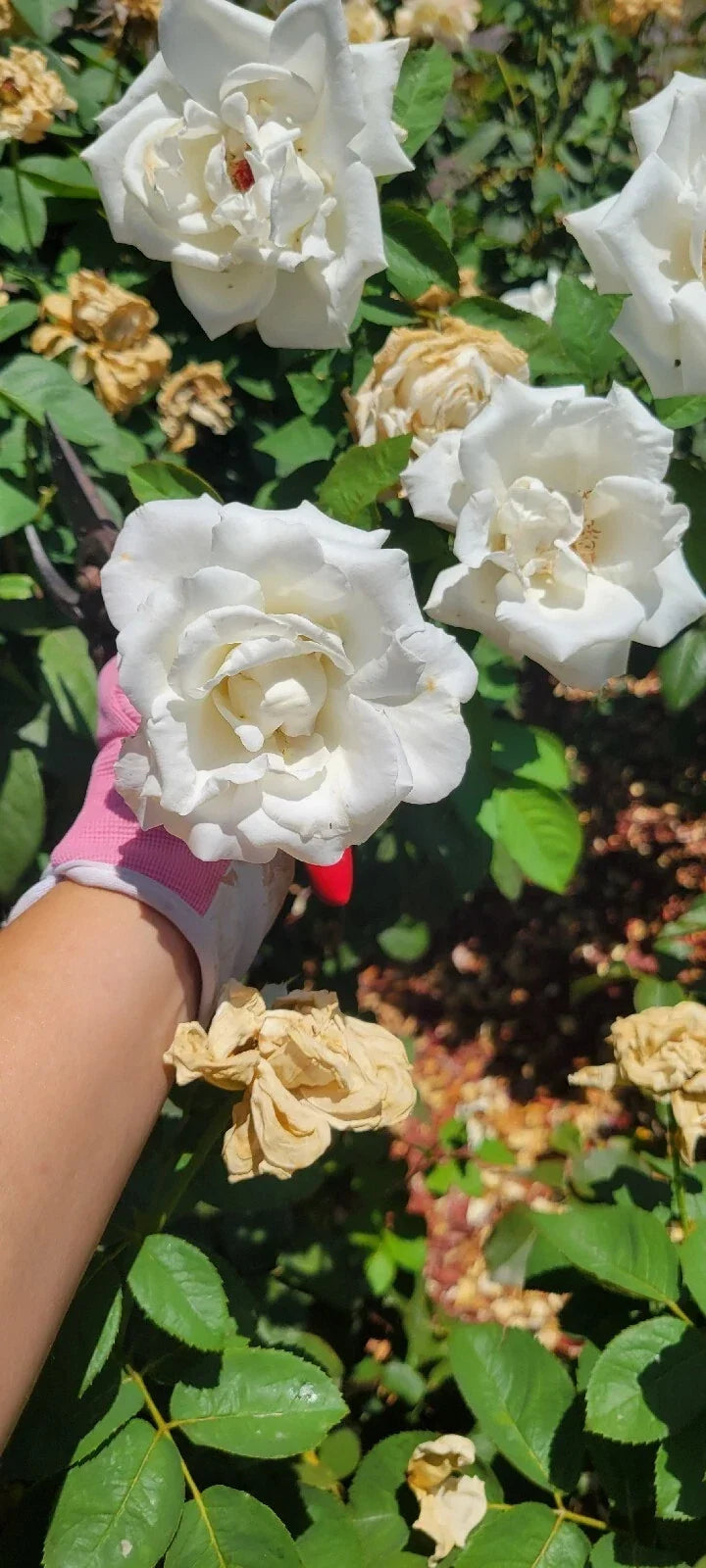 Queen Mary 2 Rose Cuttings - 4 Stems Heirloom Pink Fragrant Rosa 'Queen Mary 2'