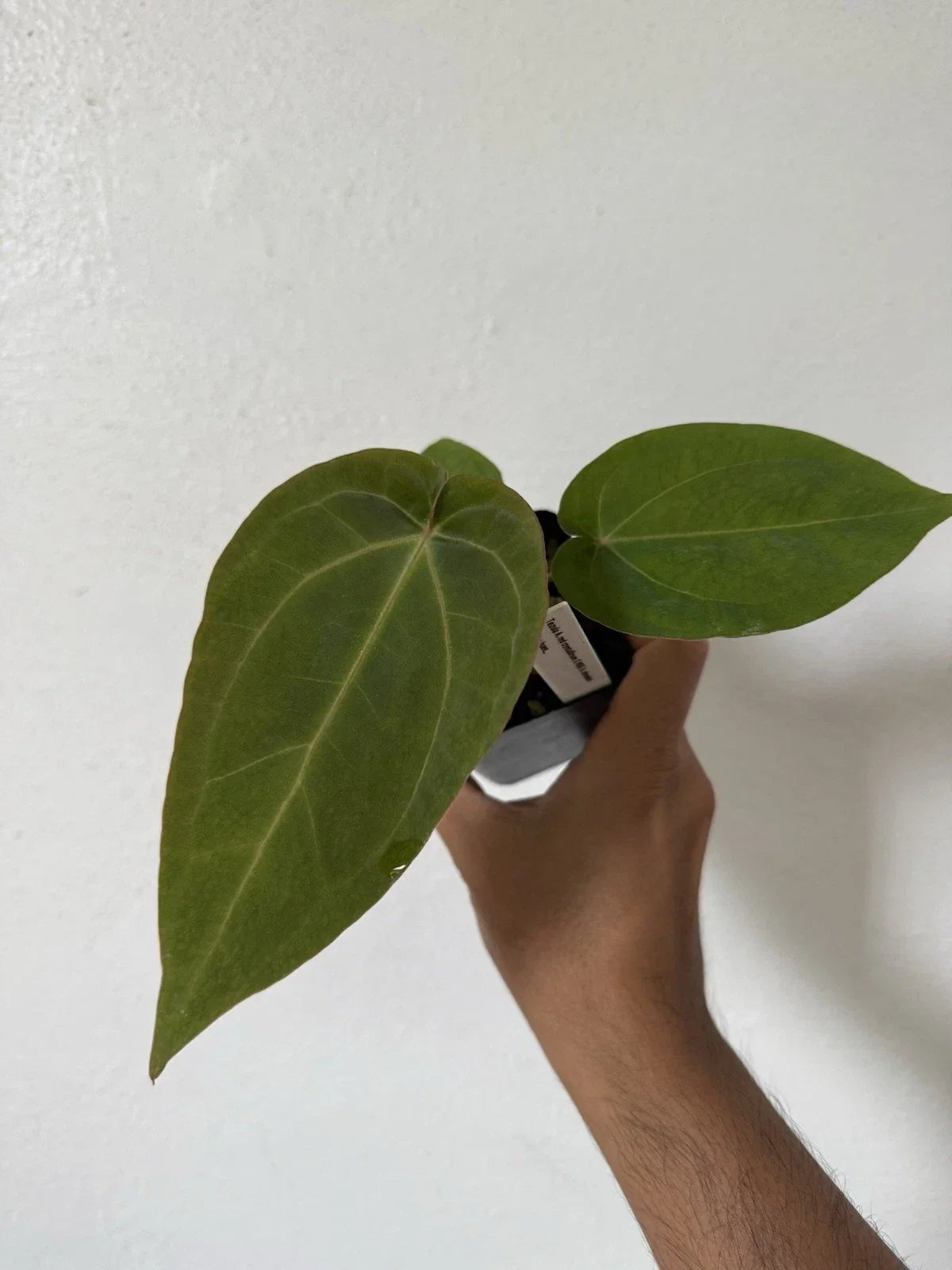 Anthurium Plant - Velvet Leaf - Tezula Red Crystallinum X NSE Dressleri - Tropical Indoor Houseplant