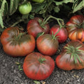 Black Brandywine Tomato Seeds 50 Ct Heirloom Non-GMO Vegetable Seeds Lycopersicon lycopersicum