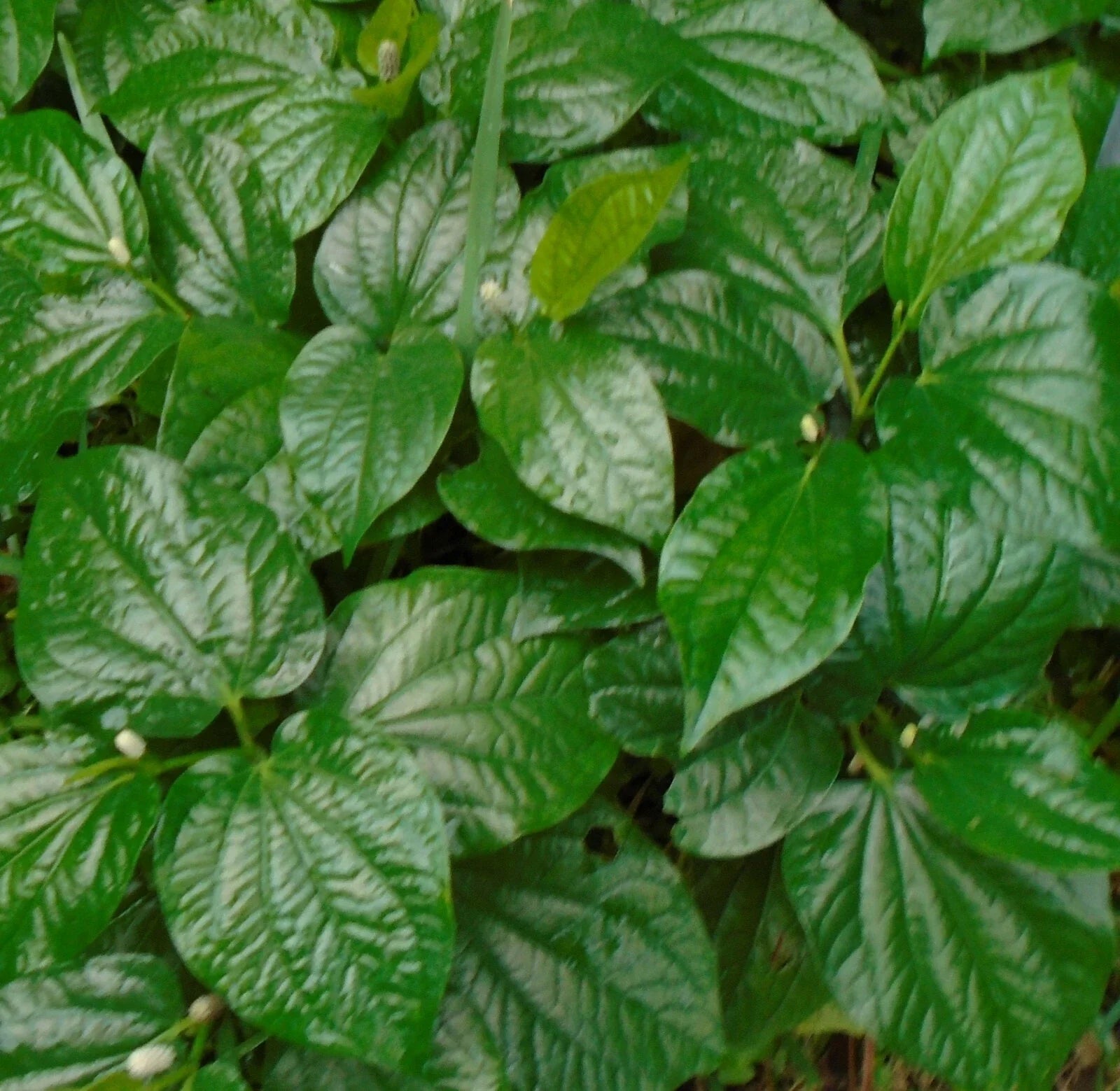Natural Betel Leaves Stems 4"-6" Lotol Texas, Lá lốt, Piper