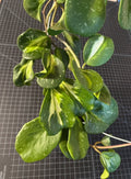 Hoya Cutting 1 Node Inner Variegated Splash Hoya obovata