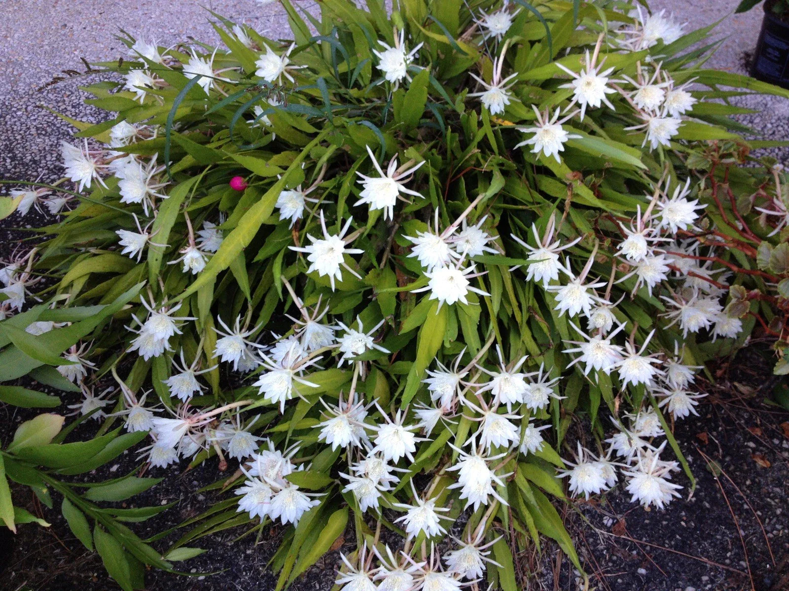 Cereus Night Blooming Cactus - Live Rooted Healthy Plant 7-8” - Fragrant Flowering Cactus (Cereus spp.)