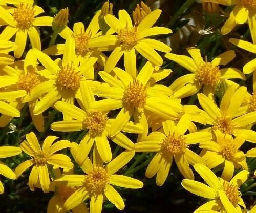Damianita Seeds - 200+ Chrysactinia Mexicana Daisy Seeds for Garden - Drought Tolerant Perennial Plant