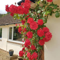 Prince's Trust Rose Cuttings - 4 Live Cuttings of English Legend Climbing Rose Plant (Rosa 'English Legend')