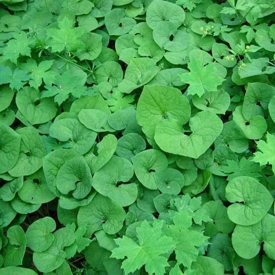 20 Wild Ginger Plant Roots (Asarum Canadense)