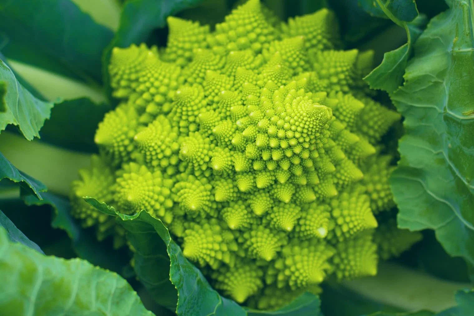 Romanesco Broccoli Seeds 250+ for Planting | Organic Brassica oleracea | Non-GMO, USA Grown