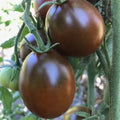 Black Prince Tomato Seeds - 30+ Heirloom Organic Non-GMO - Rare Variety for Home Garden - Solanum lycopersicum