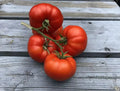 Sub Arctic Plenty Tomato Seeds - Heirloom Organic NON-GMO, Early Maturing Solanum lycopersicum, Compact, Juicy, 30+ Seeds
