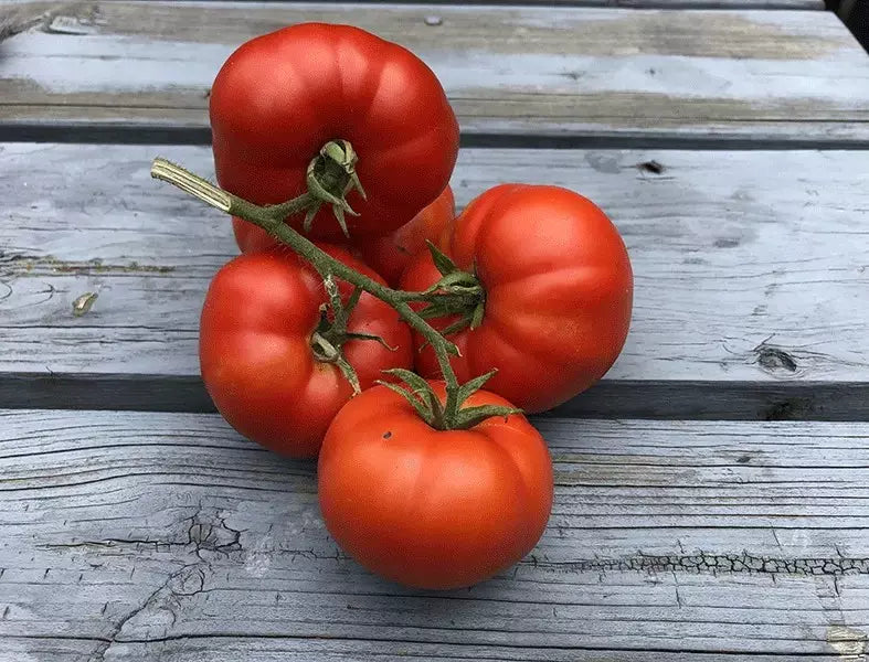 Sub Arctic Plenty Tomato Seeds - Heirloom Organic NON-GMO, Early Maturing Solanum lycopersicum, Compact, Juicy, 30+ Seeds