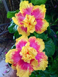 Double Pink Yellow Hibiscus Seeds - 20 Pack, Hardy Perennial Flower, Hibiscus rosa-sinensis, Vibrant Double Blooms for Garden