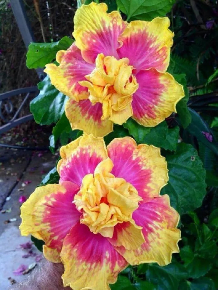 Double Pink Yellow Hibiscus Seeds - 20 Pack, Hardy Perennial Flower, Hibiscus rosa-sinensis, Vibrant Double Blooms for Garden