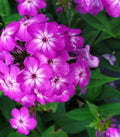 Purple Volcano Phlox 100 Seeds for Garden Planting - Phlox paniculata - USA Grown, Free Shipping