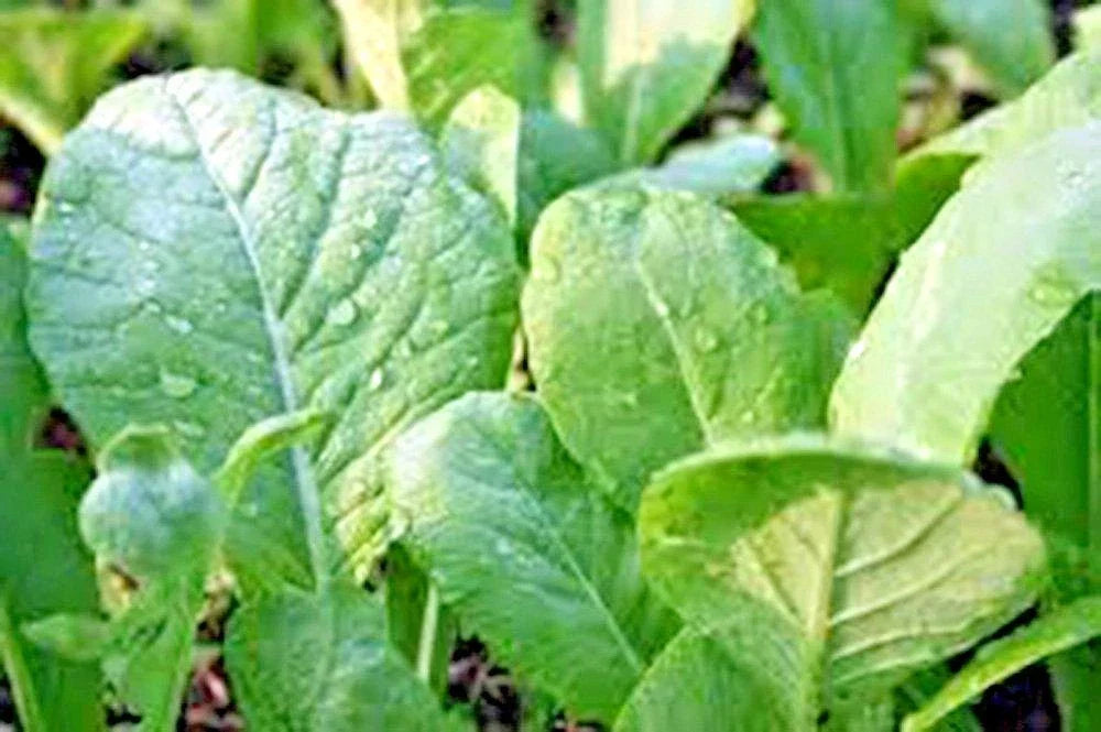 Tendergreen Mustard Seeds | Organic Brassica juncea for Spring & Fall Gardens