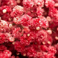 Crimson Red Baby's Breath Seeds | Non-GMO Gypsophila elegans 'Crimson' | 100-2000 Seeds for Borders, Cut Flowers & Wildflower Gardens