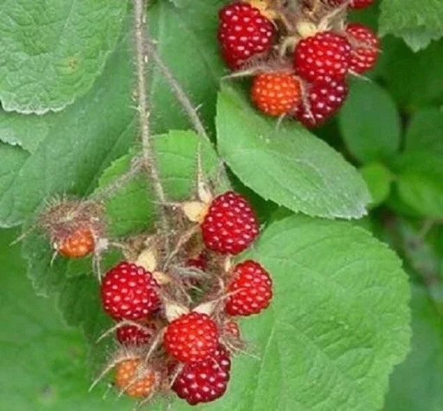 Wild Japanese Wineberry Bush Live Plant – 2 Years Old, Fruiting Rubus phoenicolasius, Berry Producing, Hardy Shrub