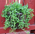 5" String of Bananas Cuttings - Unrooted Senecio Radicans Houseplant Propagation Pack