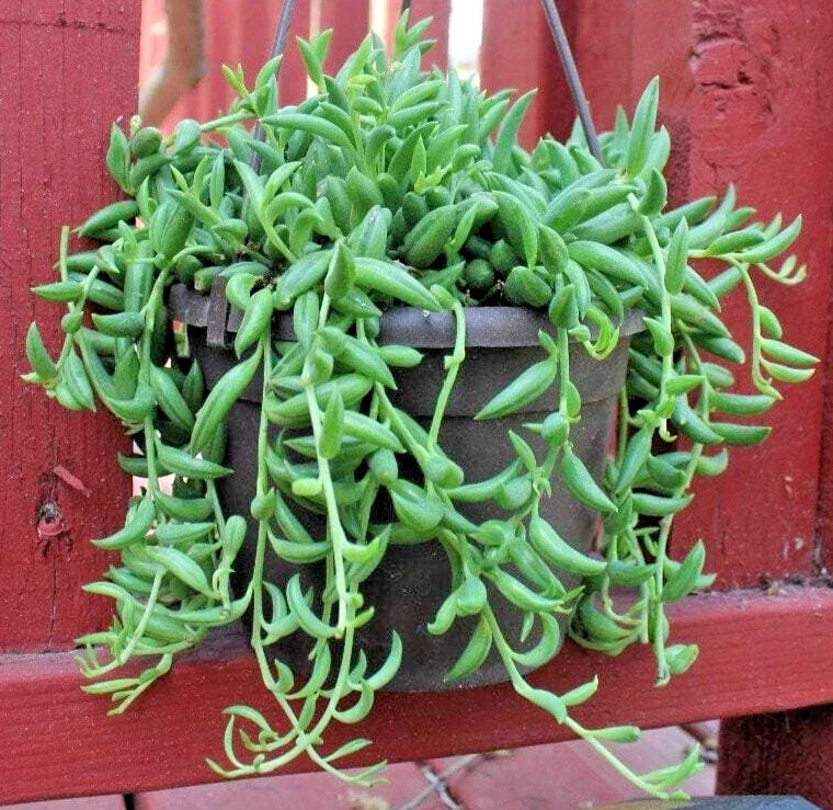 5" String of Bananas Cuttings - Unrooted Senecio Radicans Houseplant Propagation Pack
