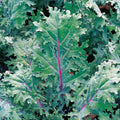 Red Russian Kale Seeds - Brassica oleracea var. sabellica - 333 Premium Seeds for Nutritious Greens