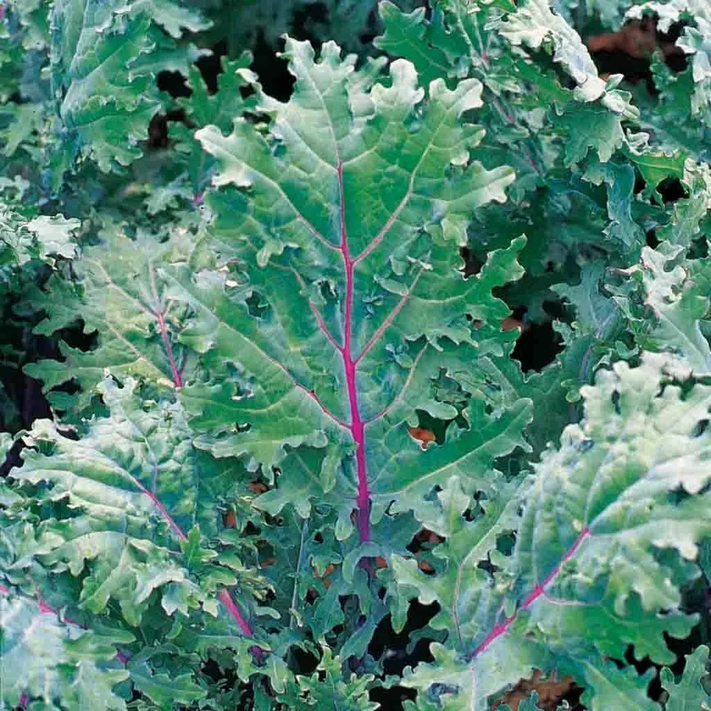 Red Russian Kale Seeds - Brassica oleracea var. sabellica - 333 Premium Seeds for Nutritious Greens