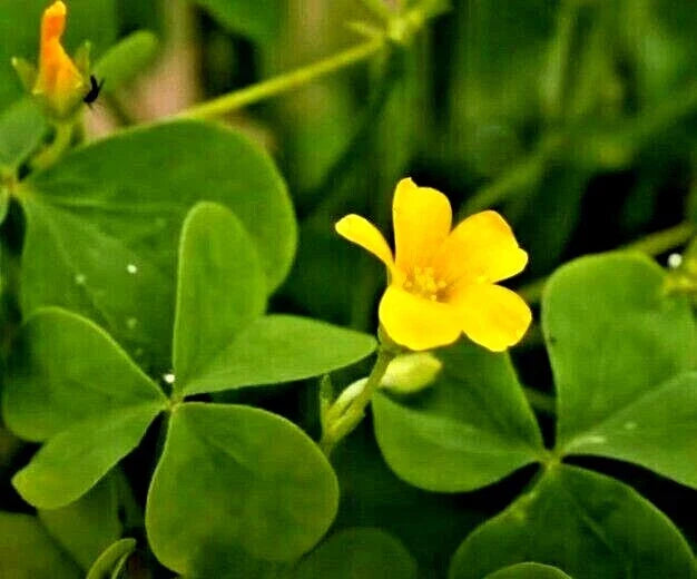 Yellow Wood Sorrel Seeds - 100+ Organic Lemon Clover Seeds (Oxalis stricta) - 3/25 Harvest