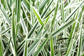 Ribbon Grass Plants - 10 Strawberry & Cream Root Divisions - Hardy Sun or Shade Ground Cover (Phalaris arundinacea)