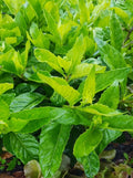 Longevity Spinach Cuttings - 6" Gynura Procumbens - Edible Plant Cuttings - Free Shipping Available