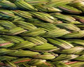 Sweetgrass 5 Plants Organic Sacred Smudge Plant Hierochloe odorata Ground Cover