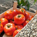 Homestead Tomato Seeds - 120+ Heirloom Organic Non-GMO Drought-Resistant Solanum lycopersicum