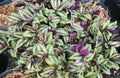Organic Wandering Jew Cuttings 5 Pack | Tradescantia Zebrina | Easy Care Houseplant