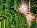 Pink Mimosa Tree Cuttings 6-8" | Albizia julibrissin | Attracts Honey Bees, Butterflies & Hummingbirds