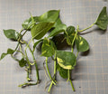 Golden Pothos Plant Rooted Cuttings - Epipremnum aureum - 5 Healthy Starter Plants for Indoor Greenery