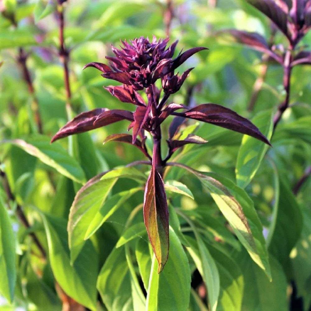 Thai Basil Seeds - 25 Count Pack - Sweet Flavor Herb - Ocimum basilicum var. thyrsiflora