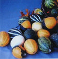 Gourd Seeds Mix - Large & Small Varieties for Kids Crafts & Decorations