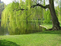 Weeping Willow Tree Cuttings Unrooted - 10 Fresh Salix babylonica Cuttings