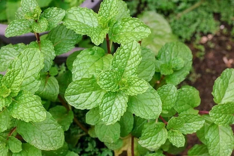 Upright Peppermint Plant, Established, Organic Culinary Medicinal Herb, Mentha