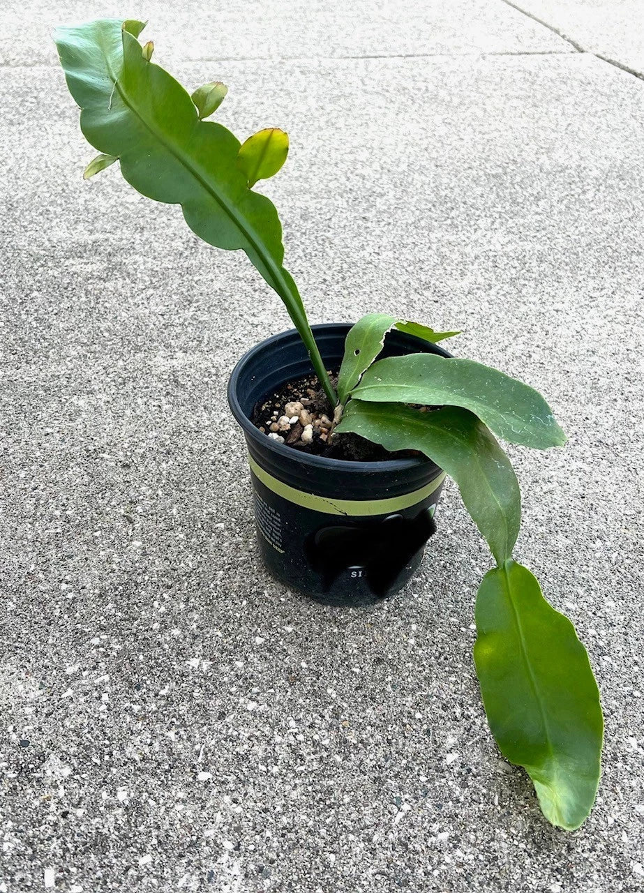 Fragrant Epiphyllum oxypetalum 'Queen of the Night' Succulent Plant - Rooted Indoor Flowering Cactus
