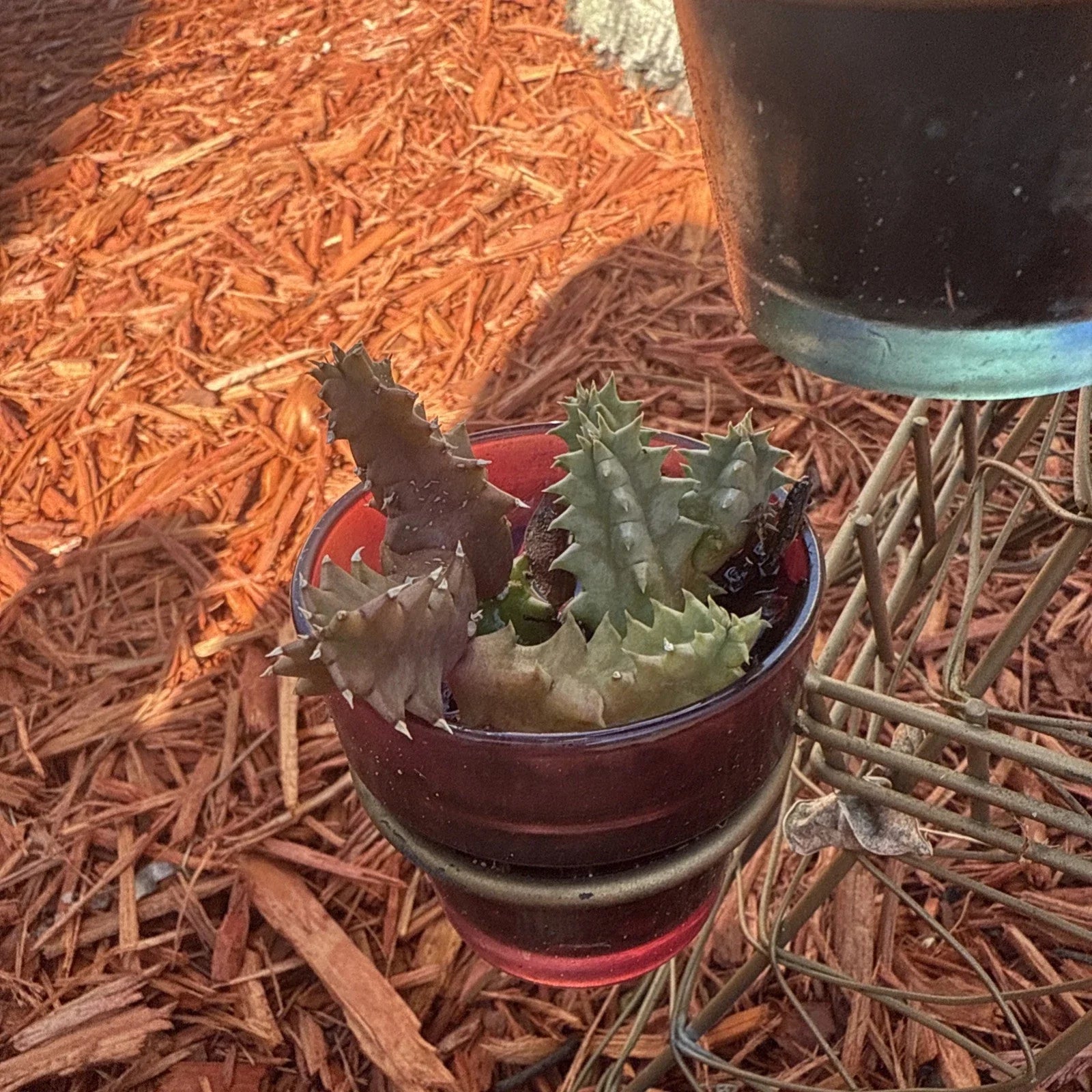 Life Saver Cactus Cuttings - Huernia Zebrina - Friendship Plant - Easy to Grow Succulent Cuttings for Potting