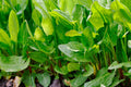Large Leaf Sorrel Seeds, Non-GMO Heirloom Rumex acetosa, Various Sizes, Edible Greens, Garden & Container Planting