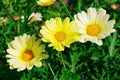 Painted Daisy Seeds Packet - Sunshine Yellow - 100 Count - Bellis perennis - Bright, Pollinator-Friendly Flowers