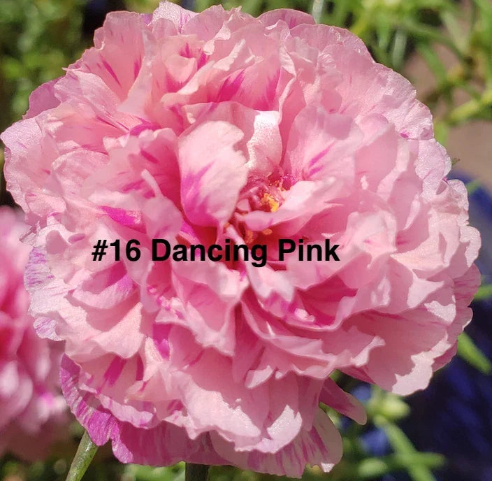 Moss Rose Cuttings 10 Unrooted Dancing Pink Portulaca Grandiflora Drought-Tolerant Ground Cover