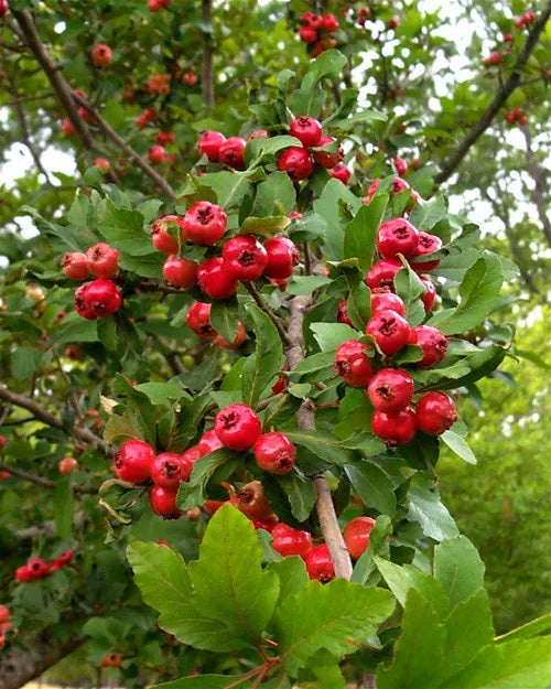 Heirloom Mayhaw Fruit Trees 2-Pack, 1ft Red Seedlings, Crataegus aestivalis, Bare Root, USA Seller