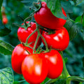 Rio Grande Tomato Seeds - Organic Heirloom - Non-GMO - 60+ Fresh Seeds