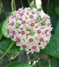 Hoya Plant in 2.5" Pot - Hoya hanhiae - Rooted Indoor Houseplant for Easy Care and Aesthetic Decor
