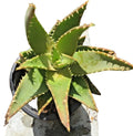 Aloe T-Rex Cactus Plant with Pups - 14" Tall Rooted Succulent for Indoor & Outdoor Decor - Aloe polyphylla
