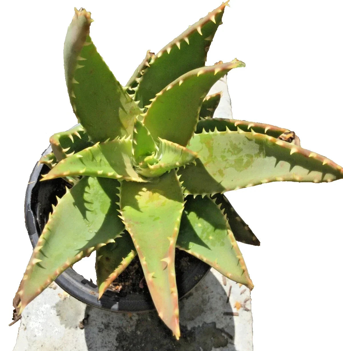 Aloe T-Rex Cactus Plant with Pups - 14" Tall Rooted Succulent for Indoor & Outdoor Decor - Aloe polyphylla