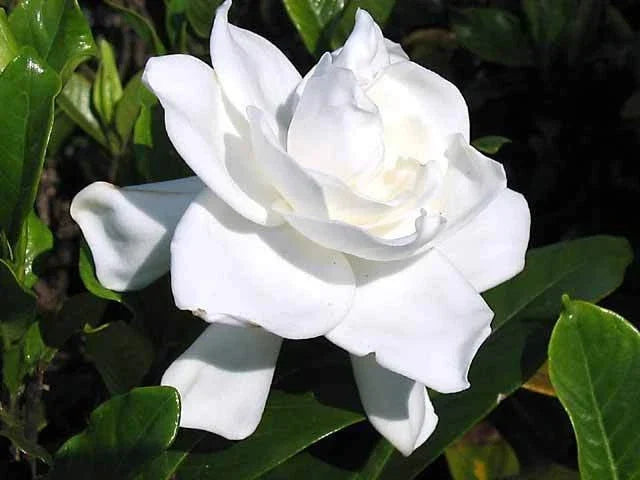 Heirloom Gardenia Bush 6" White Flowering Cape Jasmine Shrub - Gardenia jasminoides