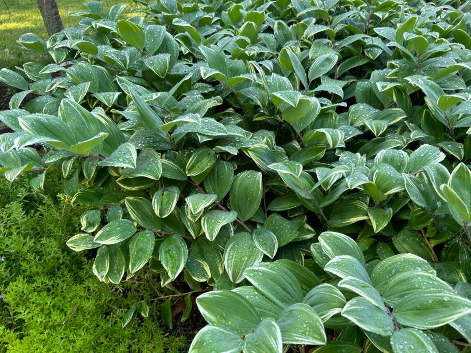 Solomon's Seal Live Plant - 16in+ Established Perennial - Polygonatum biflorum - Organic, Pesticide-Free, Bulk Available