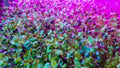 Alfalfa Microgreens Seeds - Non-GMO Medicago sativa for Easy Growing and Healthy Nutrition